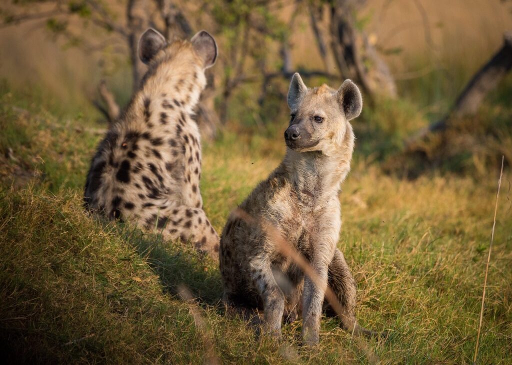 A Couple of Hyena