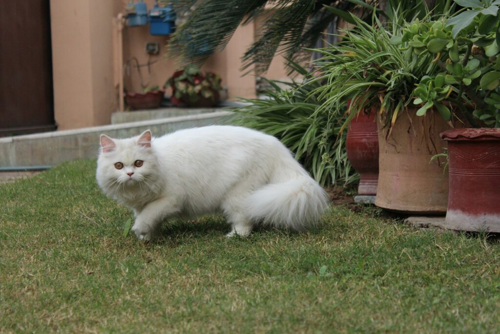 Persian cat