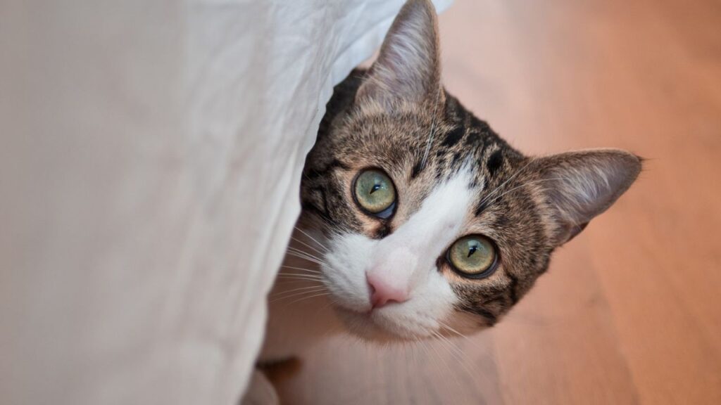 Cat Peeking