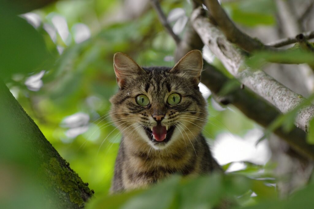 cat-1641959_1280
