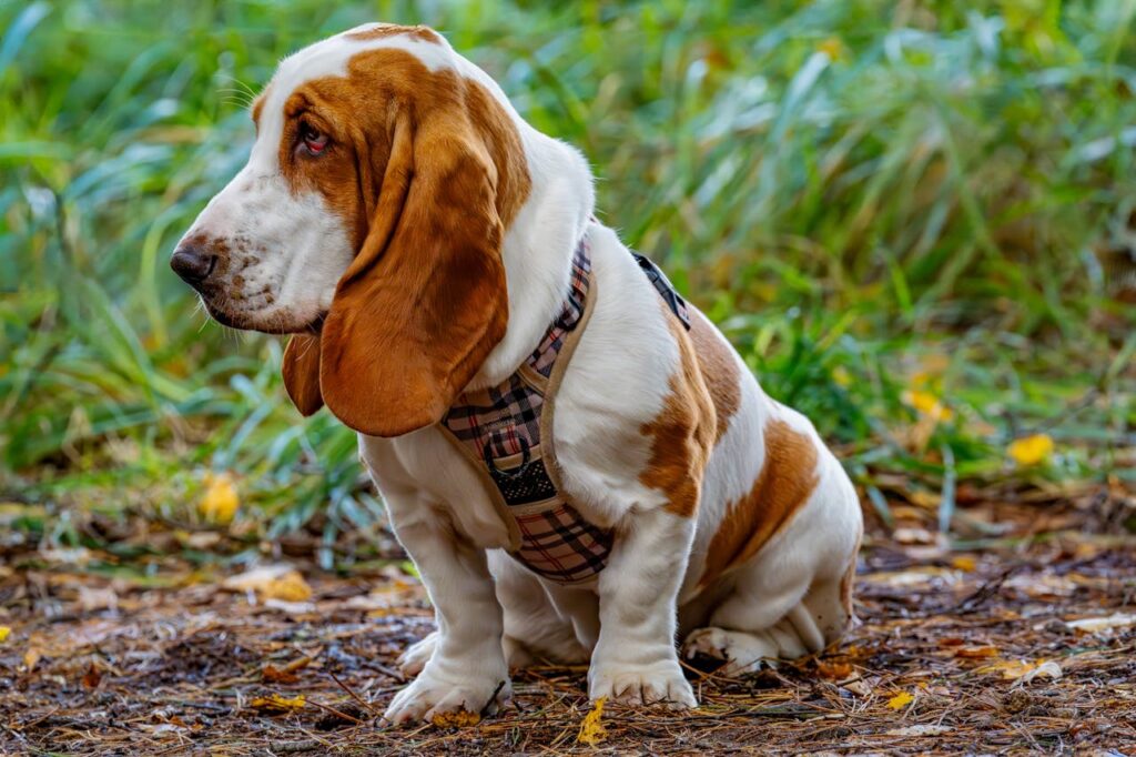 basset hound