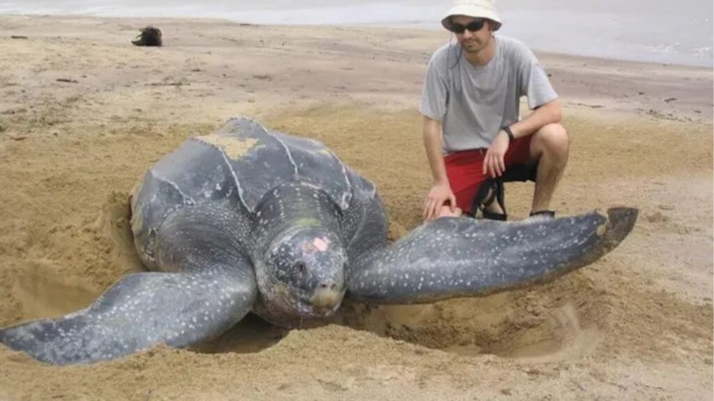 Leatherback Sea Turtle