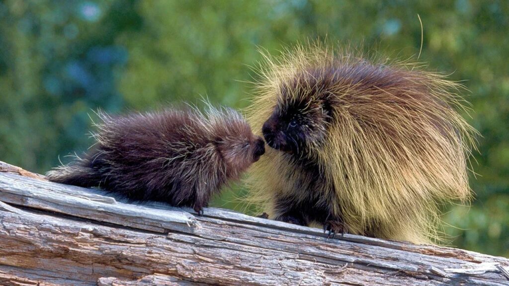 North American Porcupine