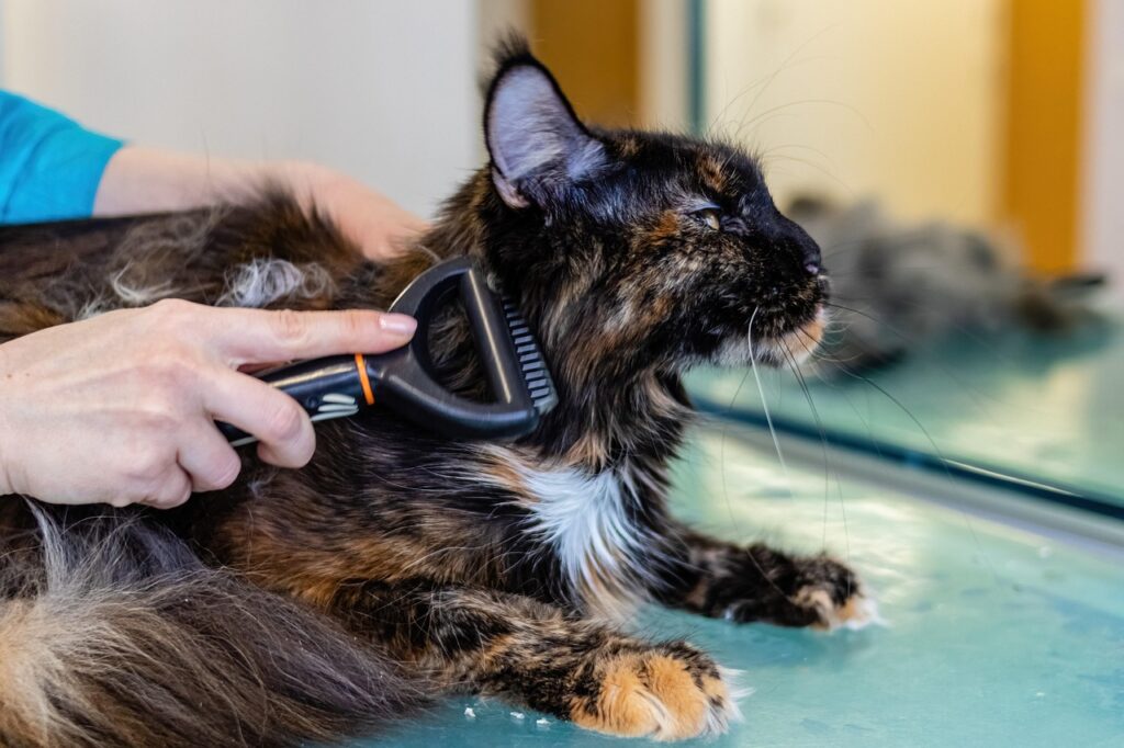 Cat grooming