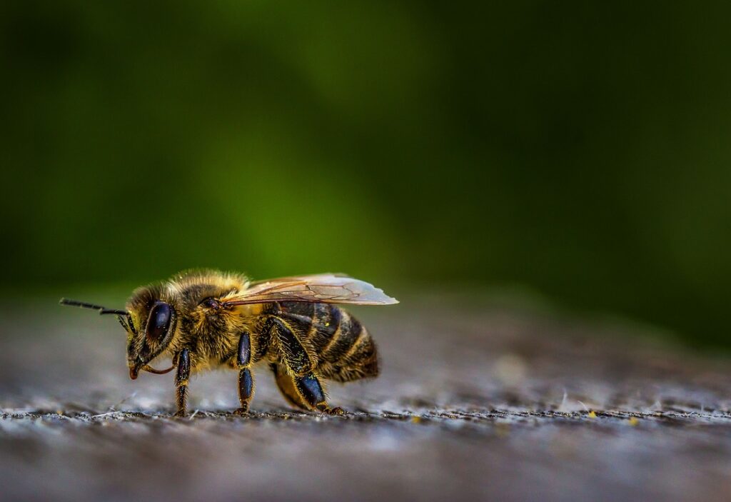Honeybee on the ground