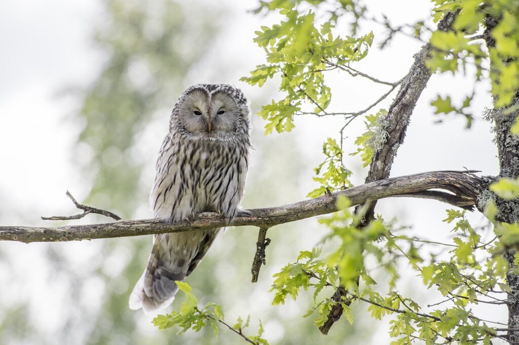 ura owl