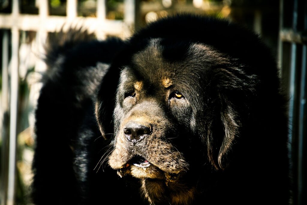 Newfoundland