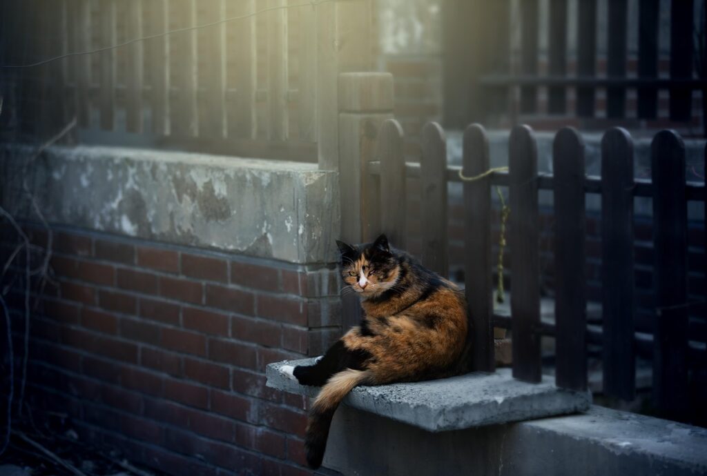 Feral Cat