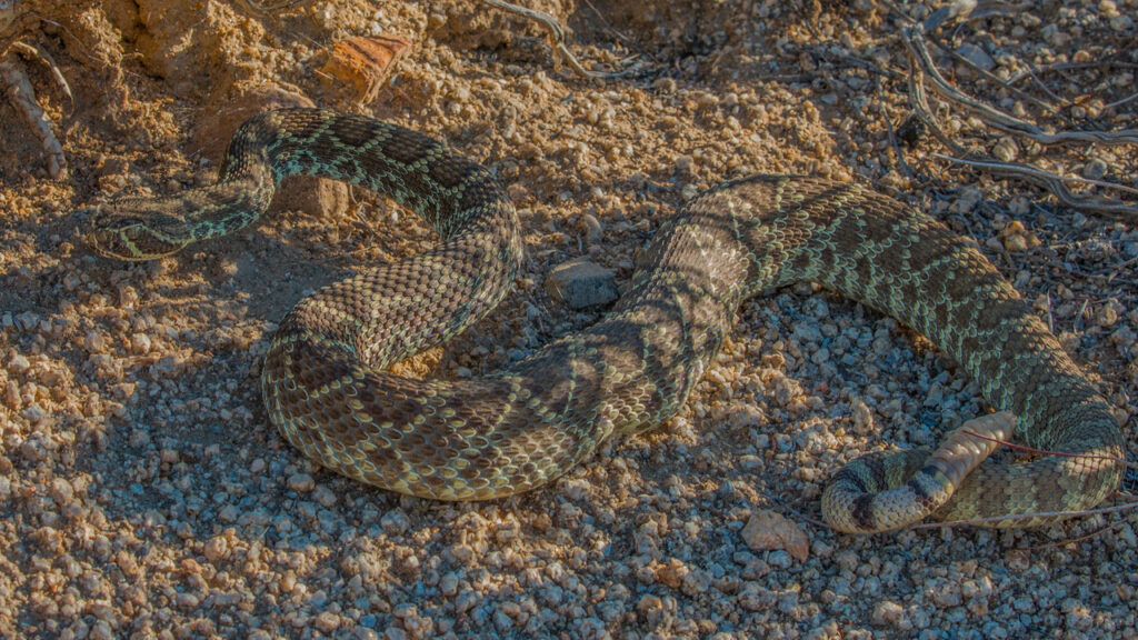 A Mojave Rattlesnake