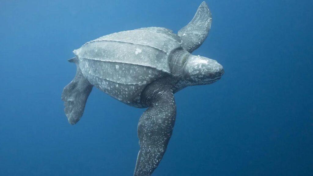 Leatherback Sea Turtle
