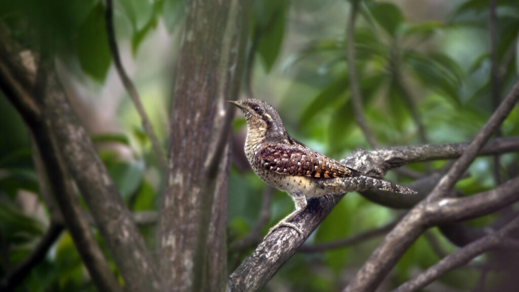 A Eurasian Wryneck
