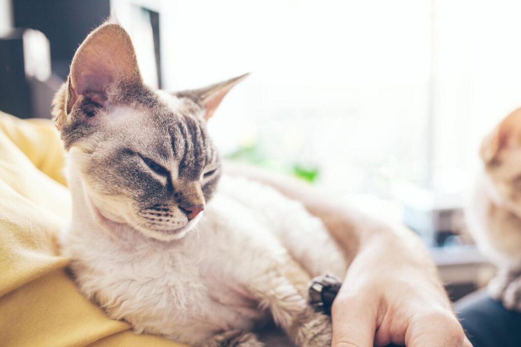 Ignoring Changes in cat Behavior