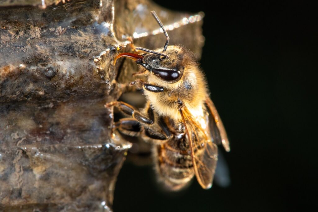 Closeup of a Honeybee