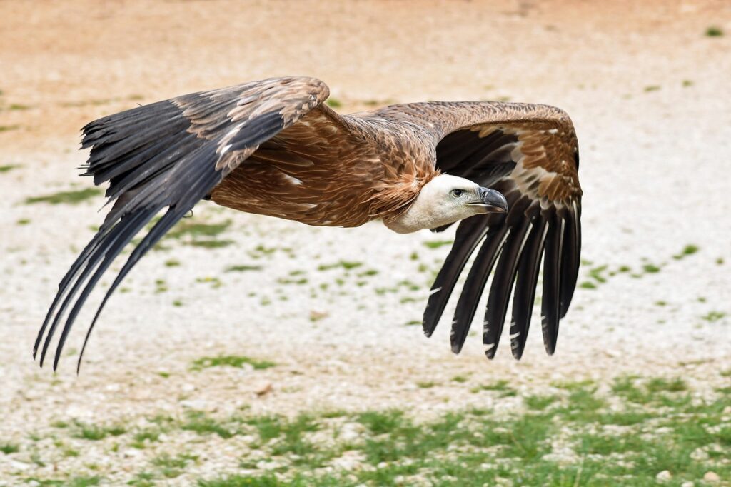 vulture