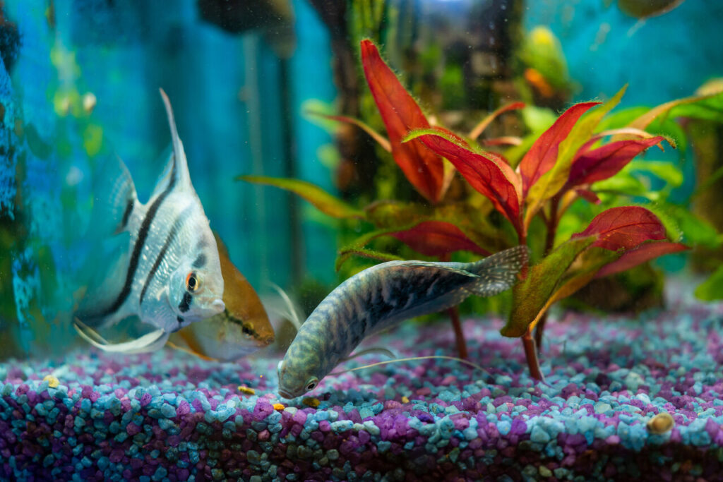 10 Vet-Backed Nutritional Secrets for Your Exotic Fish