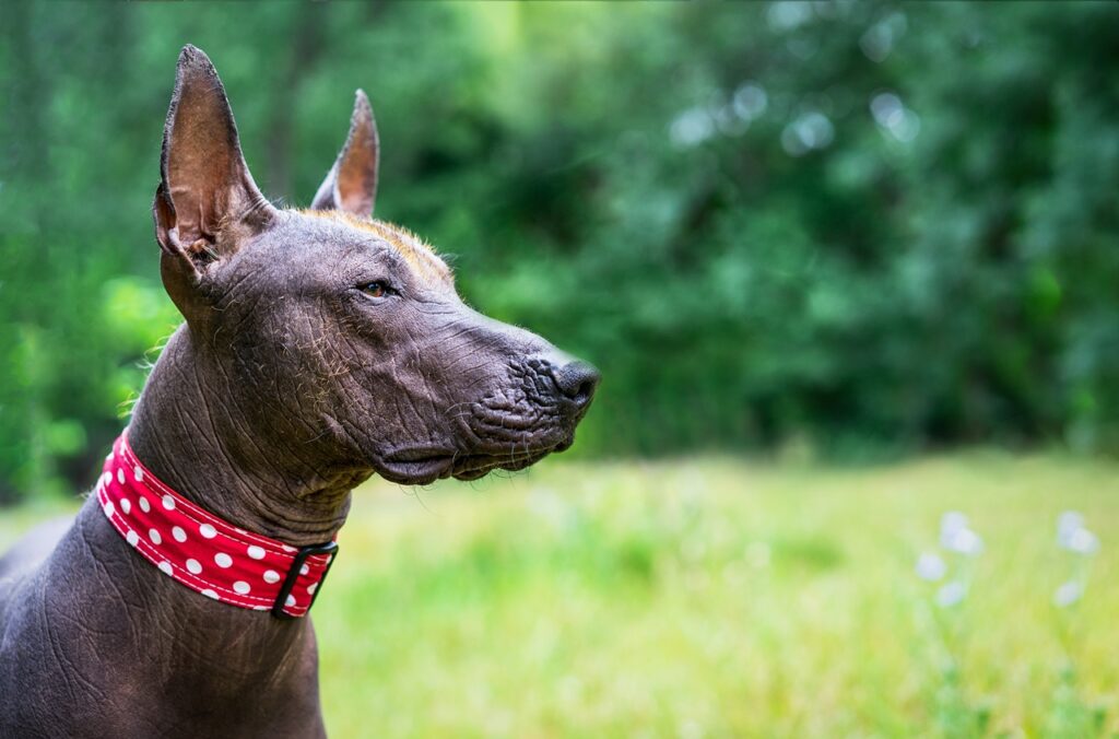 Mexican hairless dog (xoloitzcuintle, Xolo)