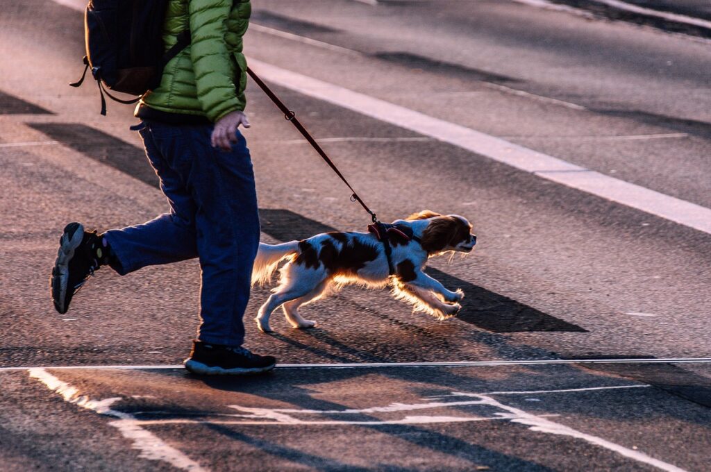 Dog on leash