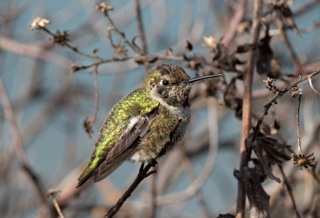 annas hummingbird