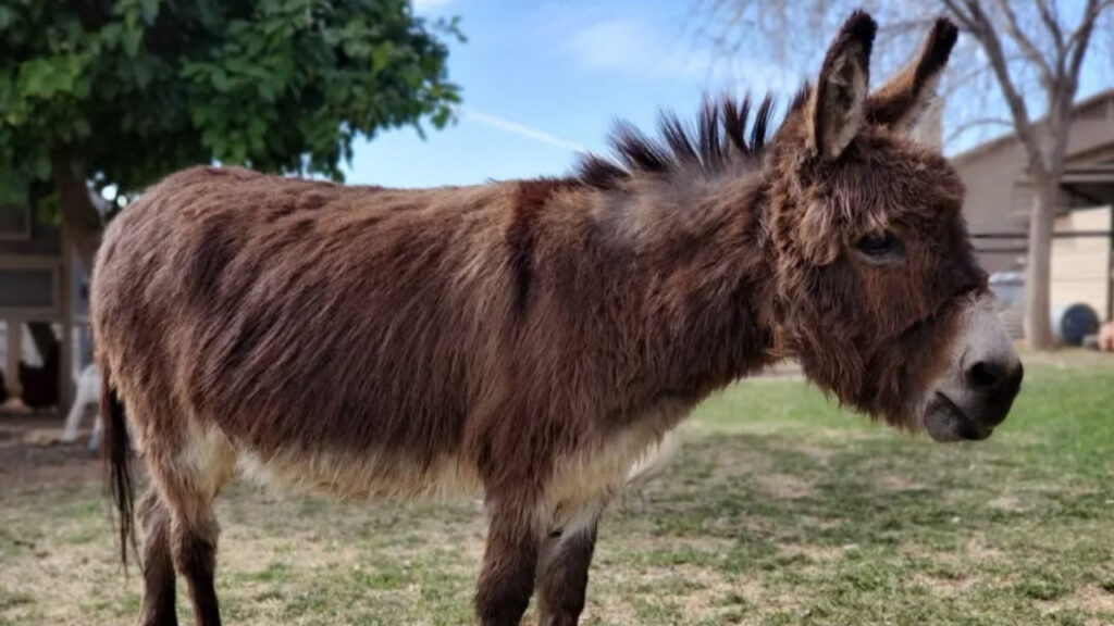 Miniature Donkey outdoor