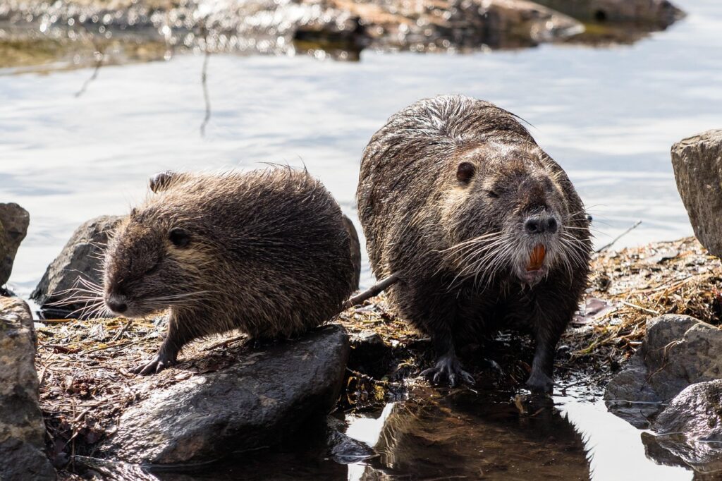 beavers