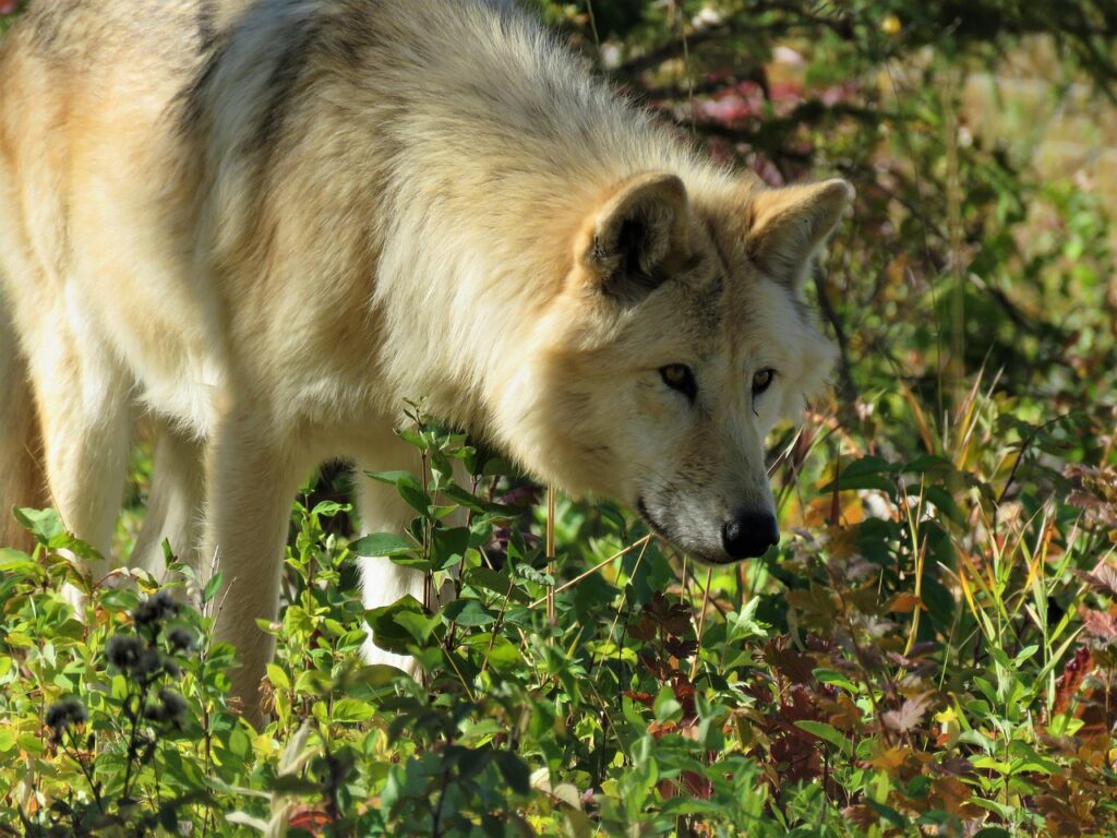 wolfdog