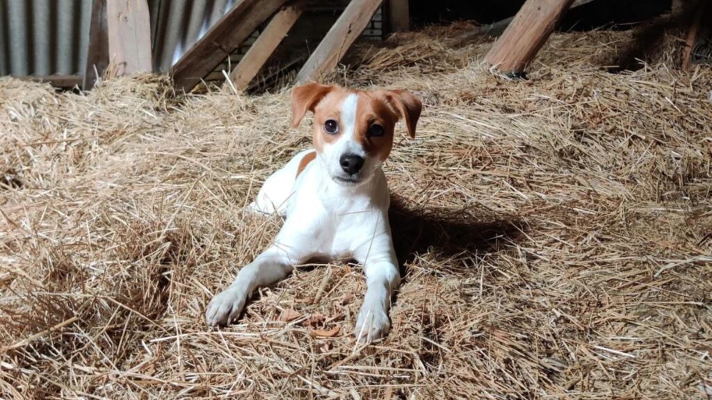Danish swedish farmdog