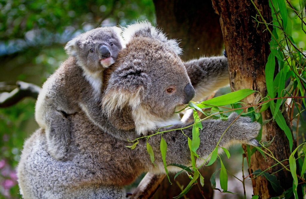  Koala with a juvenile