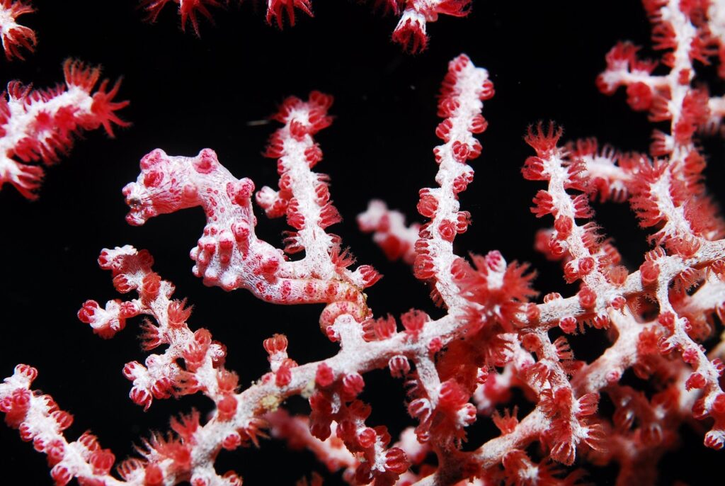 A Pygmy Seahorse