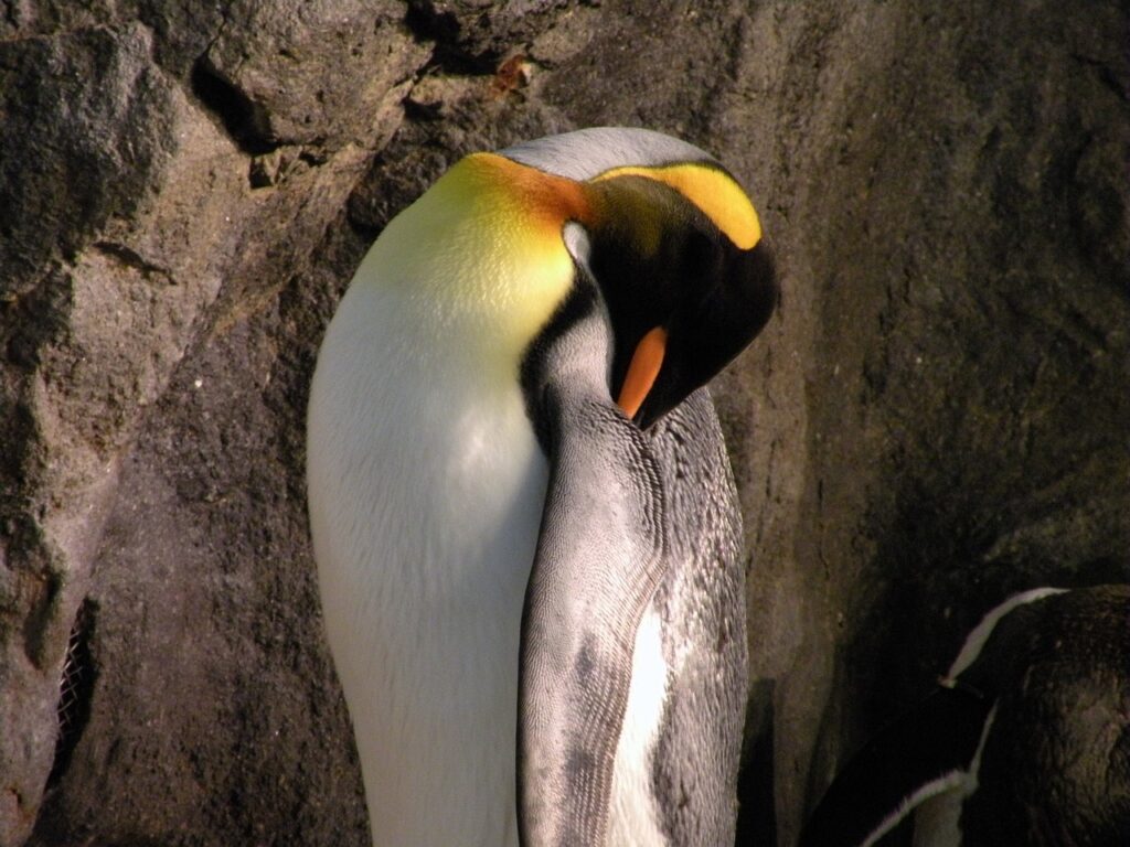 Emperor Penguin