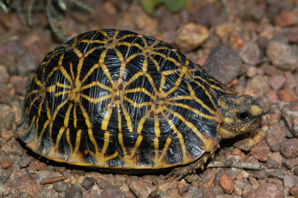 Geometric_tortoise