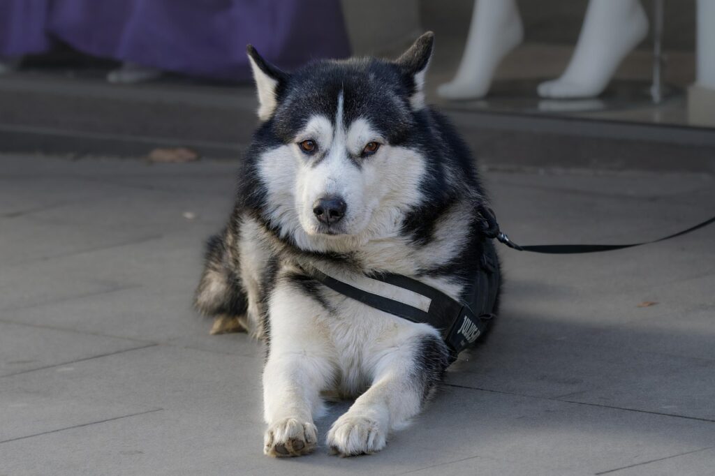 Dog on leash