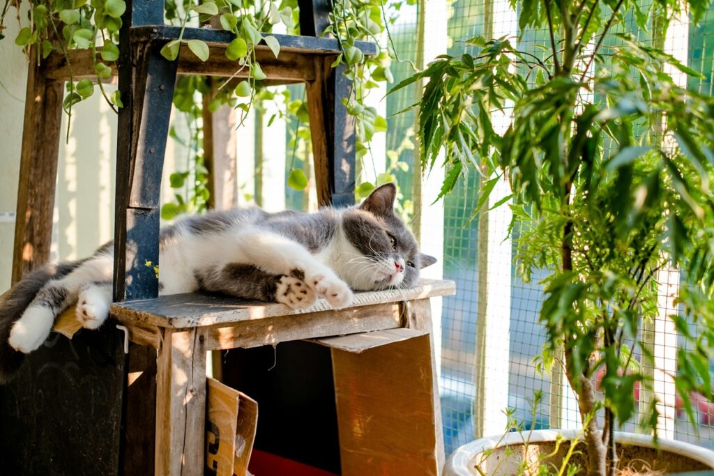Cat Sleeping Outdoor