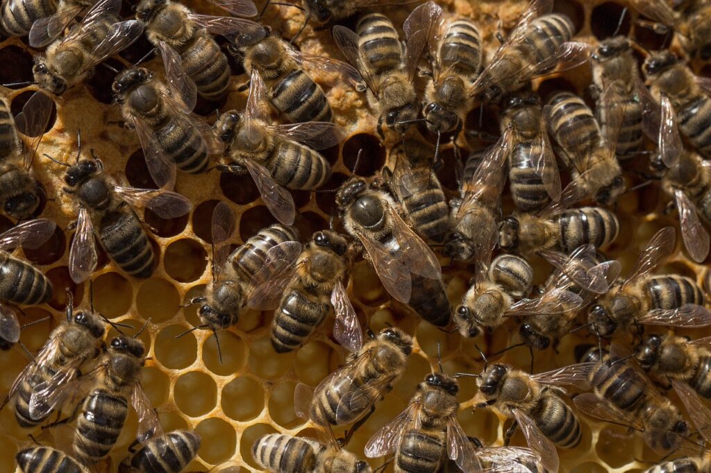 Honeybees