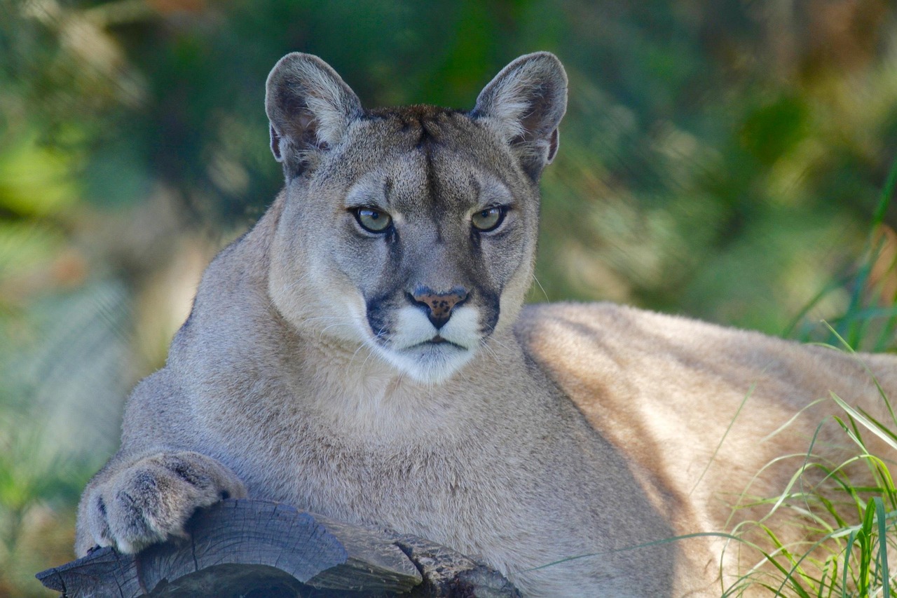 Mountain Lion alert