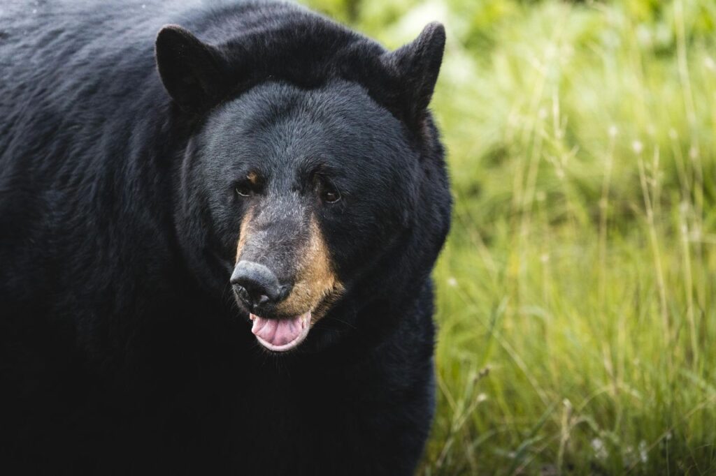 Black Bear
