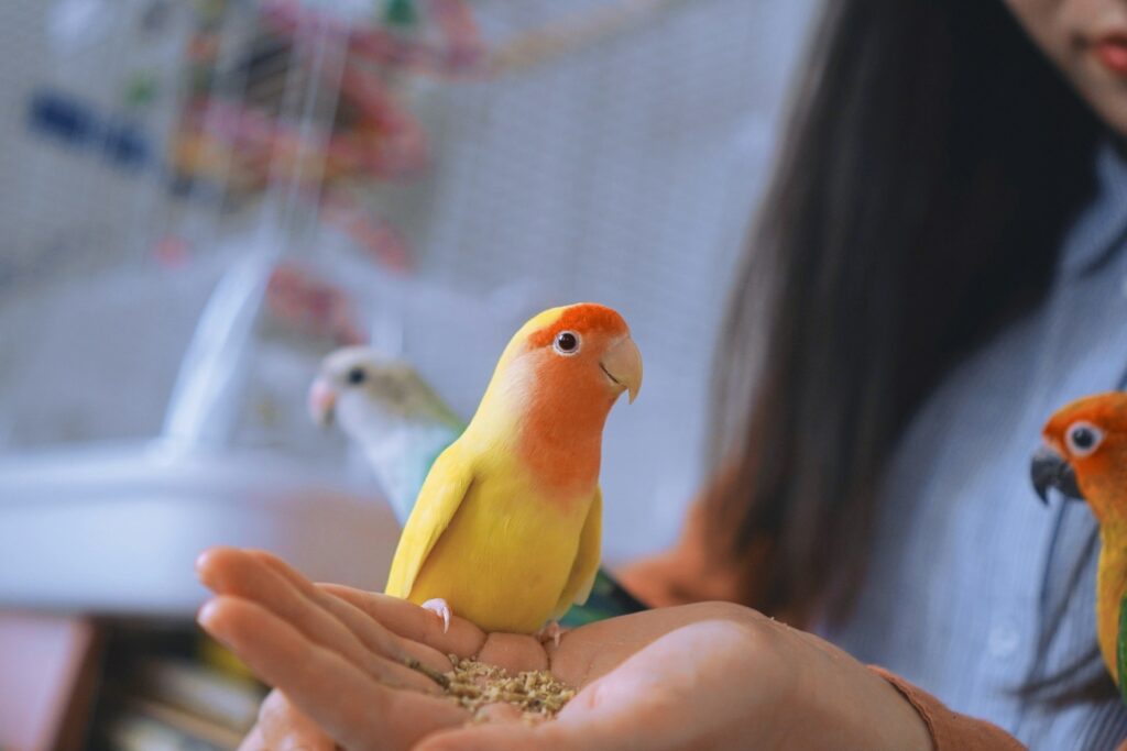 Parrot