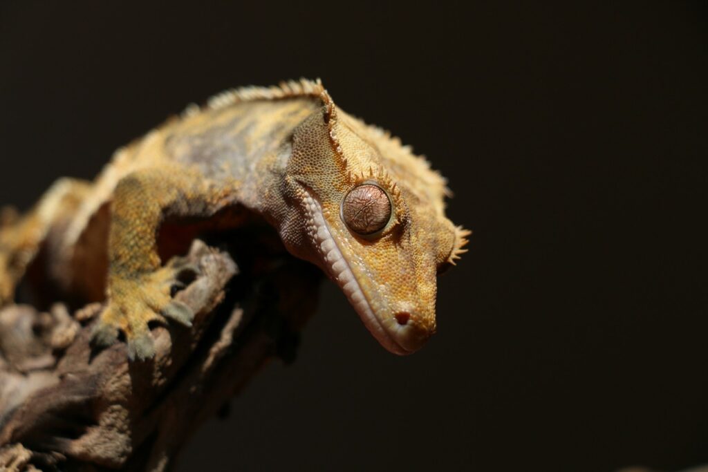 Crested gecko