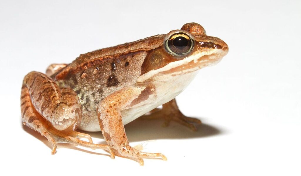 Lithobates sylvaticus (Woodfrog)