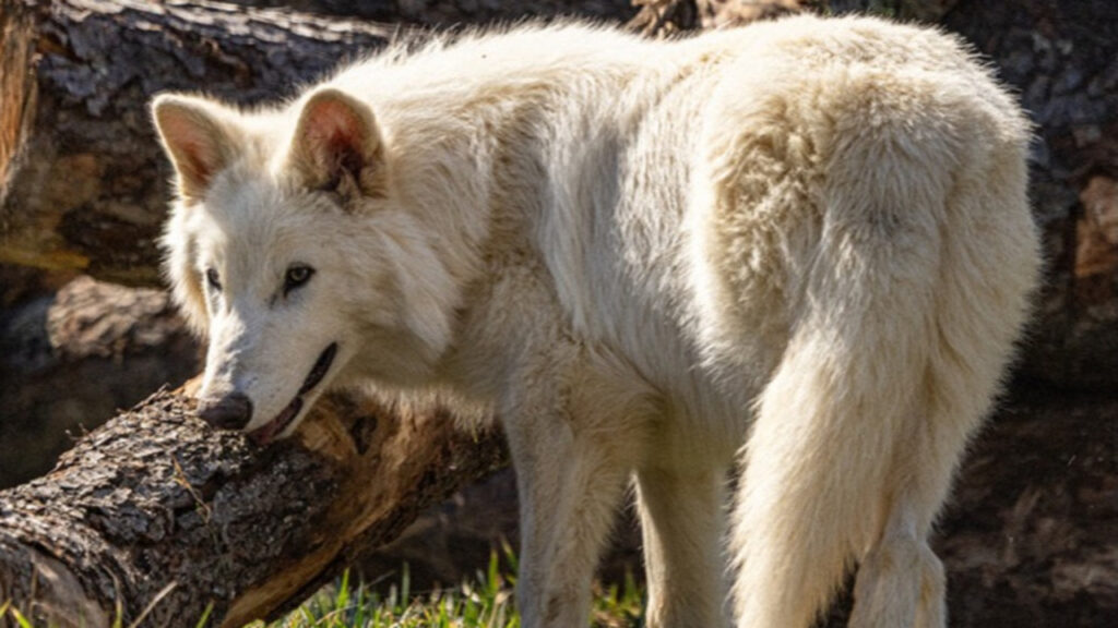 A Dire Wolf in the wild
