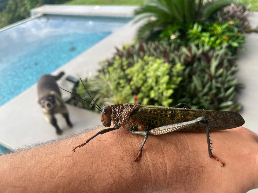Grasshopper