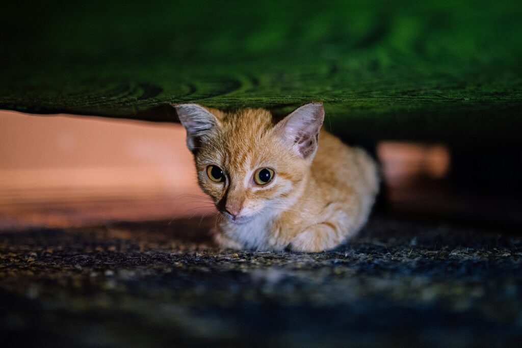Cat Sleeping Outdoor