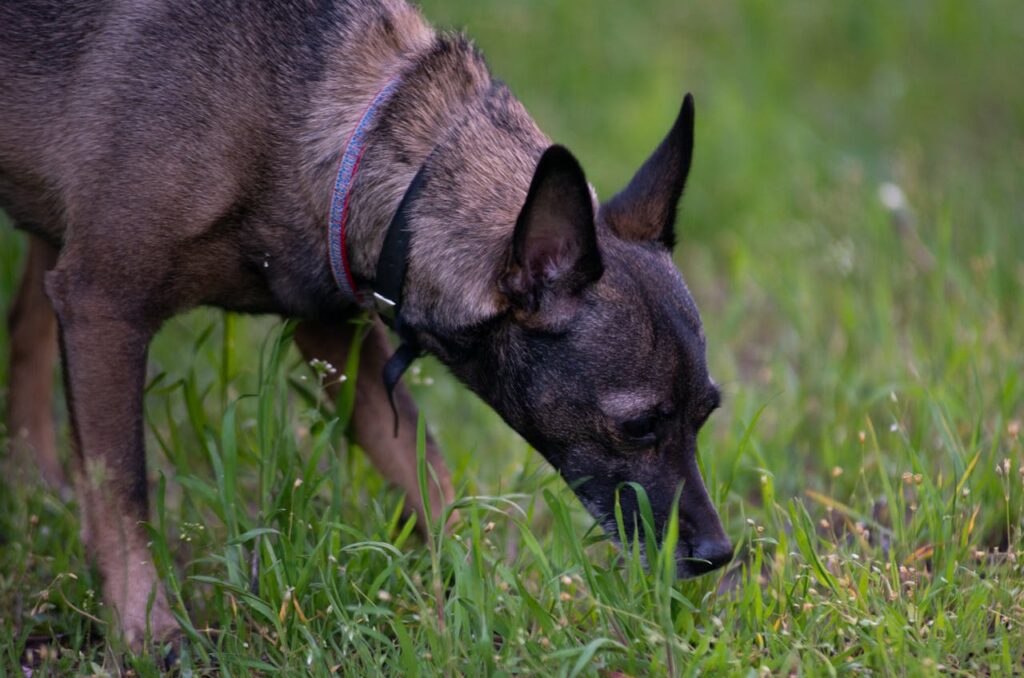 Dog sniffing