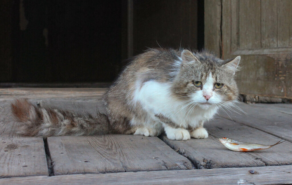 senior cat
