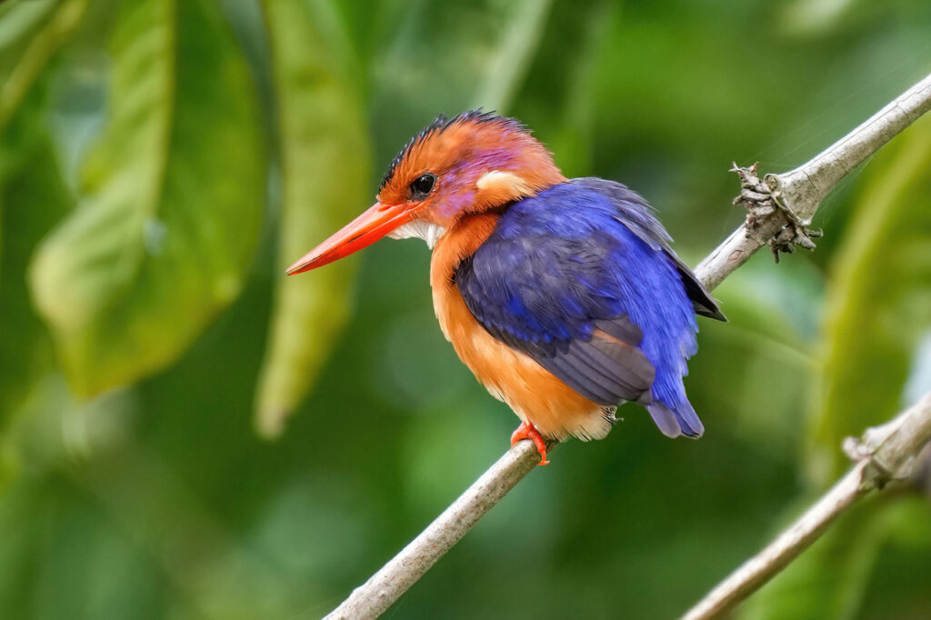 023_African_pygmy_kingfisher_at_Kibale_forest_National_Park_Photo_by_Giles_Laurent-2