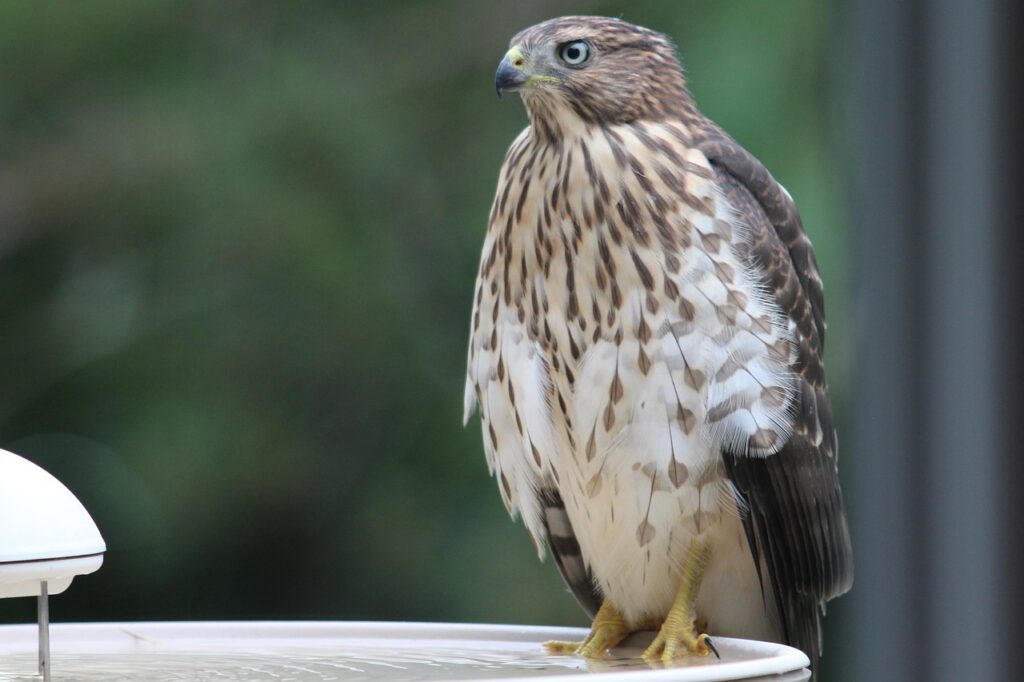 Cooper’s Hawk