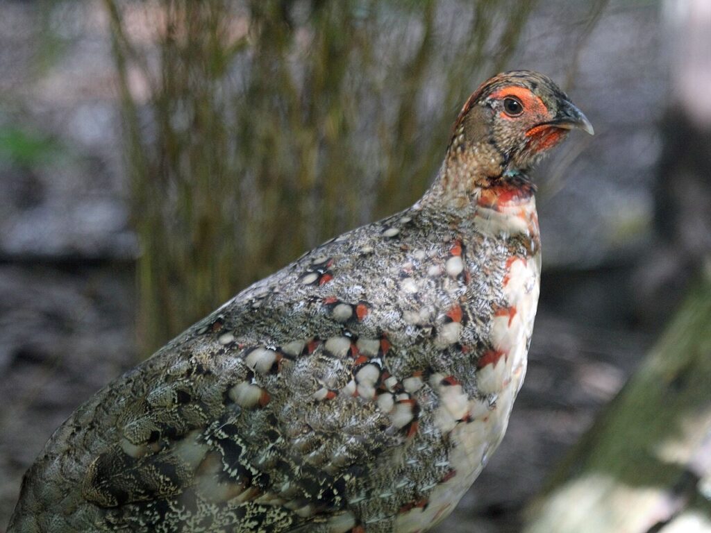 Cabot's tragopan
