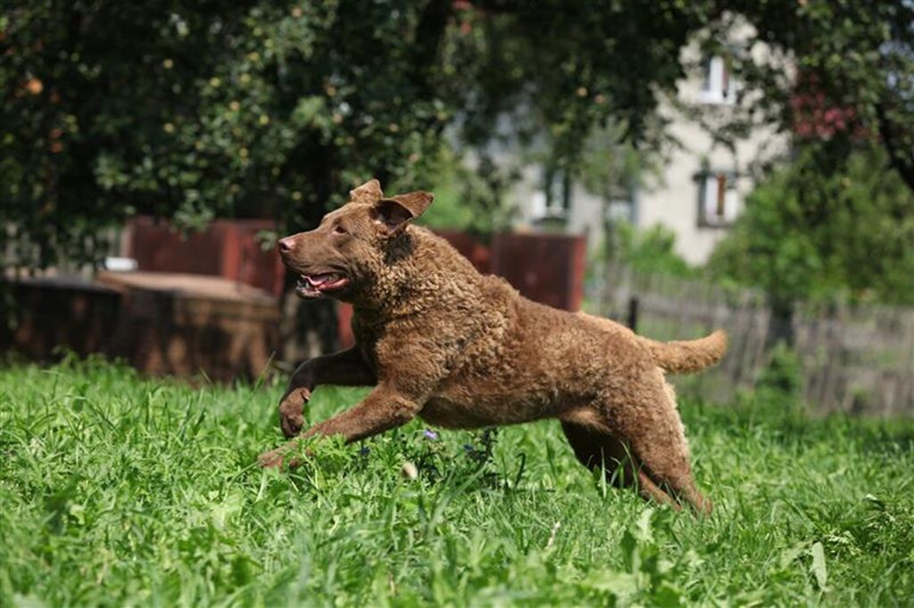 Chesapeake Bay Retriever