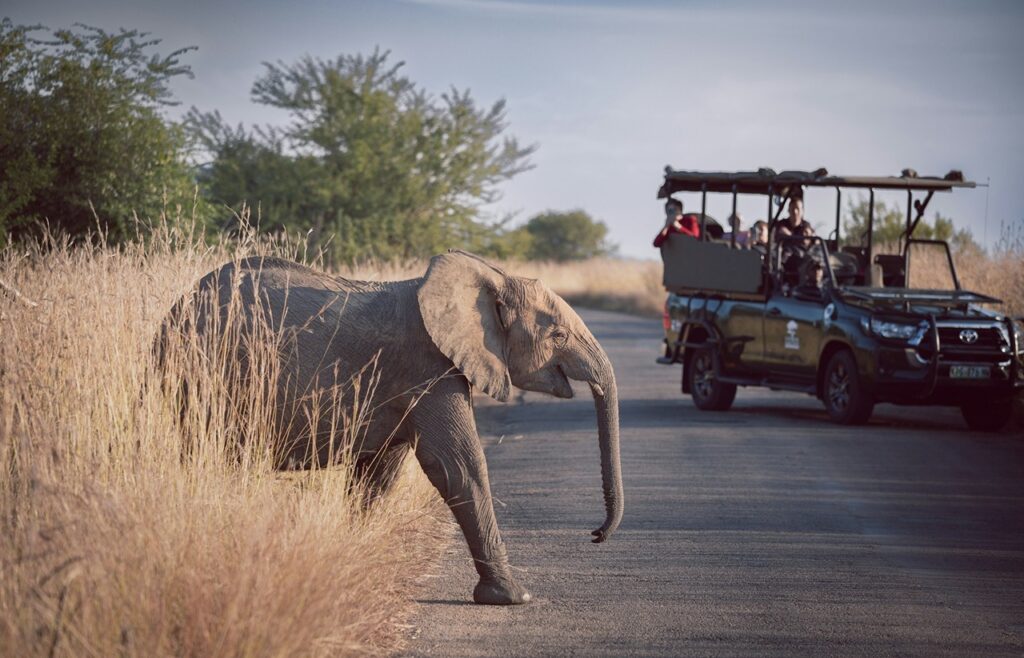 Elephant