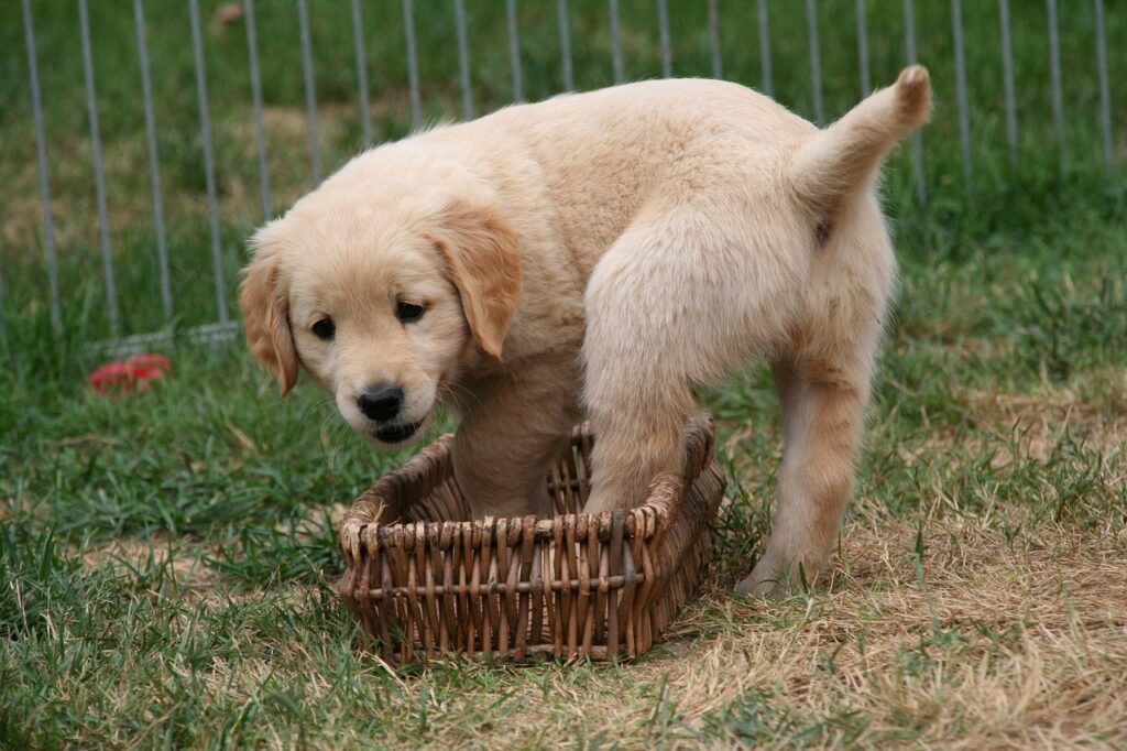 golden retriever puppy
