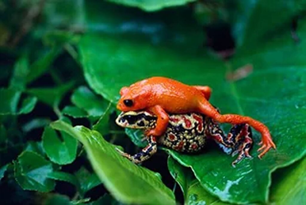 Golden Toad